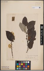 Foto von Salix caprea L.